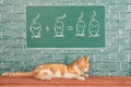 Education idea with Red Cat Royalty Free Stock Photo