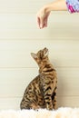 Education and training the young Bengal cat
