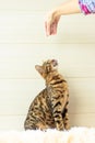 Education and training the young Bengal cat