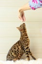 Education and training the young Bengal cat