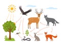 Educational banner for kids about the food chain in the wild. Wildlife food pattern diagram Royalty Free Stock Photo