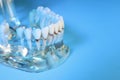 Educational dental typodont model with teeth on light blue background, closeup. Space for text Royalty Free Stock Photo