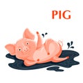 Educational flashcard pig sporting in a mud puddle Royalty Free Stock Photo