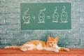 Educational funny concept about Cat studied mathematics an example of addition of mice Royalty Free Stock Photo