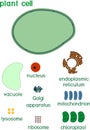 Educational game: assembling cells from ready-made components in form of stickers. Plant cell structure with titles Royalty Free Stock Photo