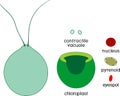 Educational game: assembling Chlamydomonas from ready-made components in form of stickers