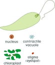 Educational game: assembling Euglena viridis from ready-made components in form of stickers