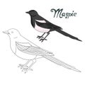 Educational game coloring book magpie bird