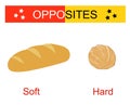 Educational material for kids. Vector illustrations of loaf and walnut