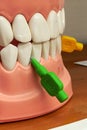 Educational model with mandibular and maxillary teeth with interdental brushes