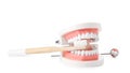 Educational model of oral cavity with teeth, brush and mouth mirror