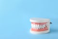 Educational model of oral cavity with teeth