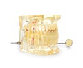 Educational model of oral cavity with teeth and mouth mirror Royalty Free Stock Photo