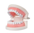 Educational model of oral cavity with teeth on white