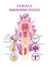 Human endocrine system organs poster Royalty Free Stock Photo