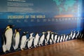 Educational wall showing Penguins Of The World, Baltimore Zoo,Maryland, March,2015