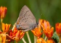 Edward's Hairstreak