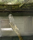 Owl in Bird Garden at Beautiful Country House near Leeds West Yorkshire that is not National Trust