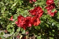 Red Roses in Garden at Beautiful Country House near Leeds West Yorkshire that is not National Trust Royalty Free Stock Photo