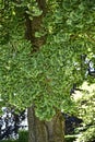 Ginko Biloba Tree in Garden at Beautiful Country House near Leeds West Yorkshire that is not National Trust Royalty Free Stock Photo