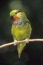 Edwards Fig Parrot