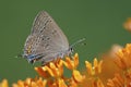 Edwards` Hairstreak nectaring on butterfly weed