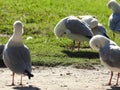 Edwards Lake Birdy Royalty Free Stock Photo