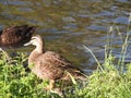 Edwards Lake Birdy Royalty Free Stock Photo