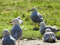 Edwards Lake Birdy Royalty Free Stock Photo