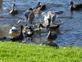 Edwards Lake Birdy Royalty Free Stock Photo