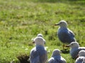 Edwards Lake Birdy Royalty Free Stock Photo