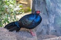 Edwards pheasant