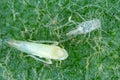 Edwardsiana rosae Cicadellidae pest of roses. Young leafhopper and larval exanthema on rose leaf. It is a common pest of roses Royalty Free Stock Photo