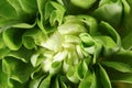 EDZR-Fresh Lettuce Close-up