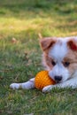 Ee red border collie puppy lying on a grass with its yellow boy toy in the garden