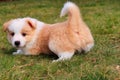 Ee red border collie puppy playing on a garden Royalty Free Stock Photo