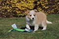 Ee red puppy staying and waiting on the garden with a toy