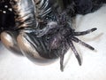 eek a spider on witches' boot.. HALLOWEEN HAUNTS & Scares Royalty Free Stock Photo