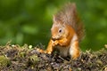 Eekhoorn, Red Squirrel, Sciurus vulgaris