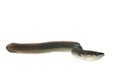 Eel Royalty Free Stock Photo