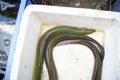 Eel Royalty Free Stock Photo