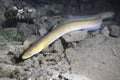 Eel fish anguilla anguilla in the beautiful clean river. Royalty Free Stock Photo