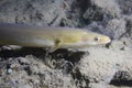 Eel fish anguilla anguilla in the beautiful clean river. Underwater shot in the river. Wild life animal. Eel in the nature