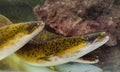 Eel fish in a water tank in close up.