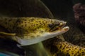 Eel fish in a water tank in close up.