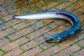 Eel at the fish auction in Urk, the Netherlands