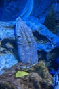Eel Fish is hidden in Underwater at Fish Aquarium