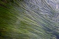 Eel grass in a tide pool, Tonquin Beach