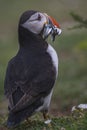 A closeup portrait of a puffin with fish in beak Royalty Free Stock Photo