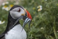 A closeup portrait of a puffin with fish in beak Royalty Free Stock Photo